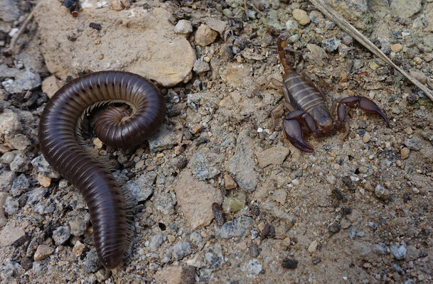 Euscorpius popovi
