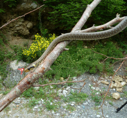 Esculaapslang