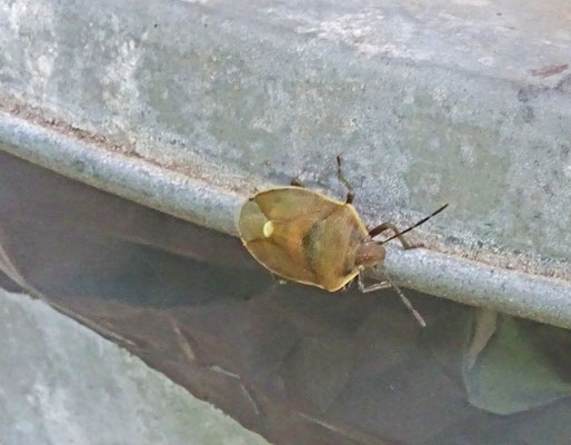 Chlorochroa pinicola - Dennenschildwants