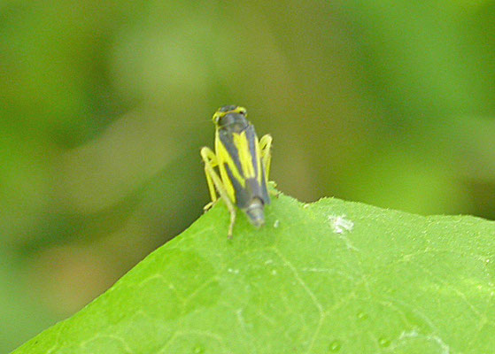 Evacanthus interruptus