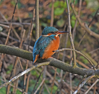 IJsvogel