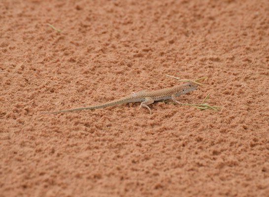 Acanthodactylus scutellatus