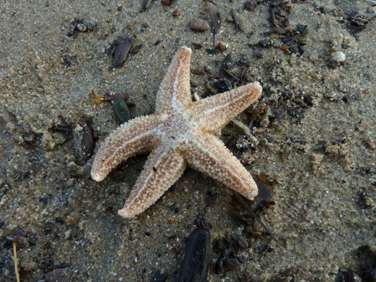 Asterias rubens - Gewone zeester
