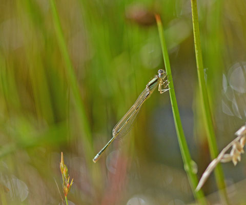 Tengere grasjuffer, man