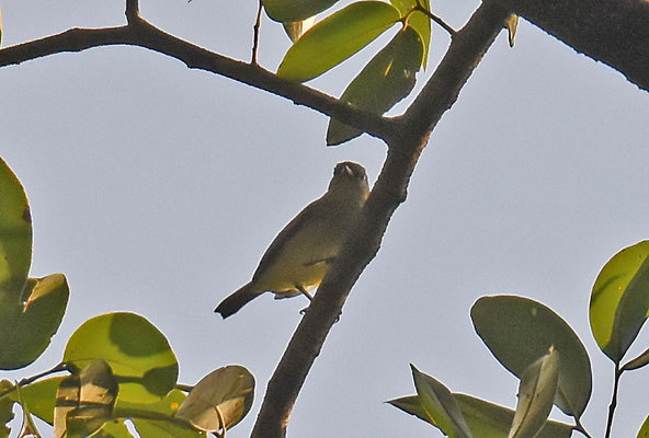 Southern Beardless-Tyrannulet