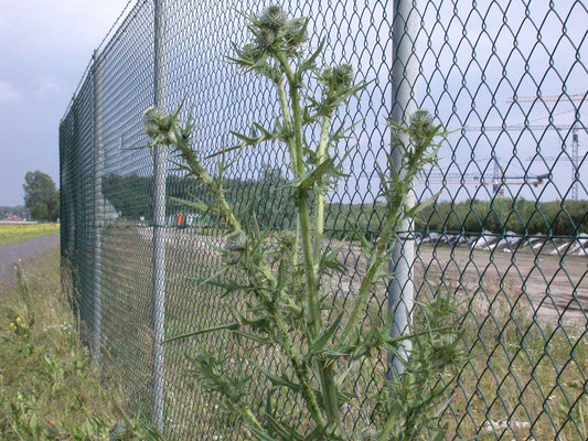 Cirsium vulgare - Speerdistel