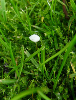 Marasmiellus vaillantii - Halmruitertje