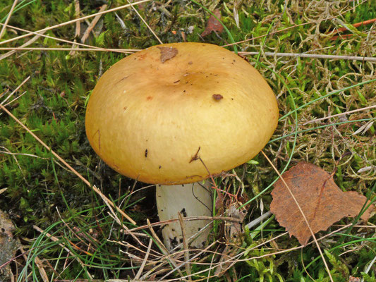 Russula claroflava - Gele berkenrussula