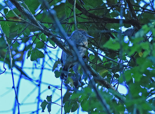 Black-crested Antshrike, female