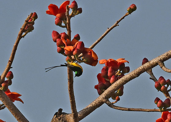 Anthreptes platurus - Pygmy Sunbird