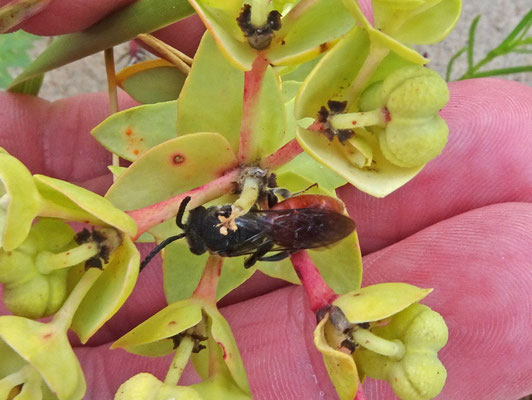 Sphecodes spec. - Bloedbij onbekend