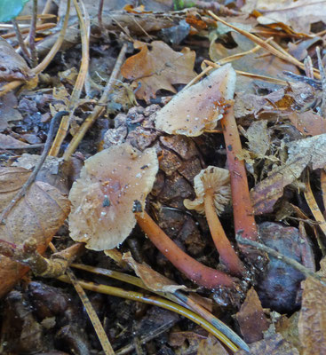 Collybia (Gymnopus) erythropus - Kale roodsteelcollybia