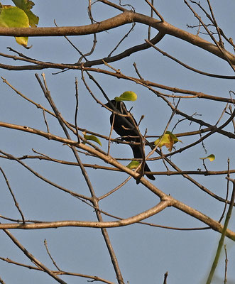 Dicrurus adsimilis - Fork-tailed Drongo