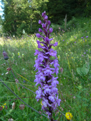 Grote muggenorchis