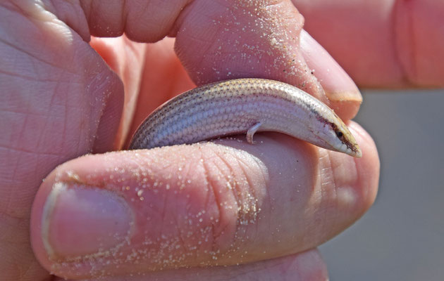 Wedge-snouted Skink (Chalcides sepsoides)  