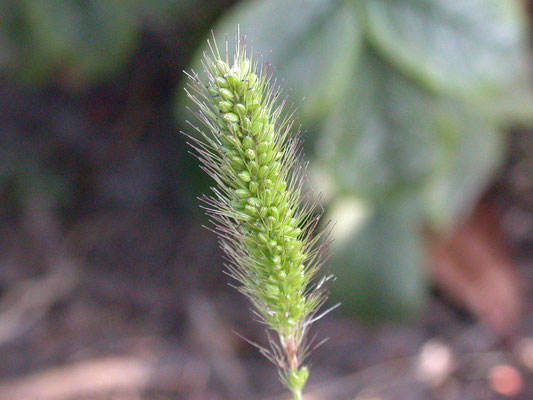 Setaria pumila - Geelrode naaldaar