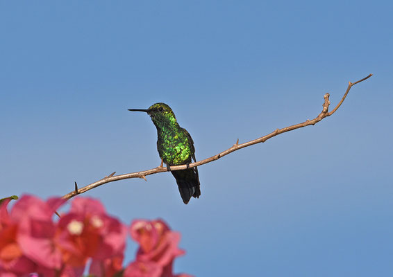 Blue-tailed Emerald