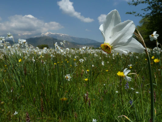 Narcissus serotinus