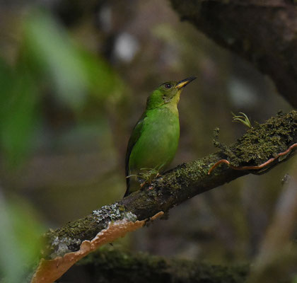 Green Honeycreeper, female
