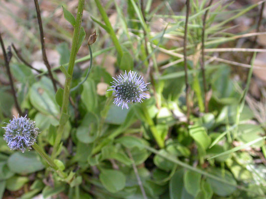 Globularia vulgaris