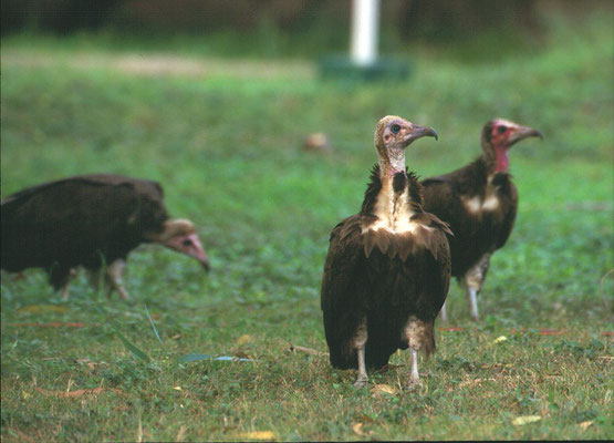 Hooded Vulture