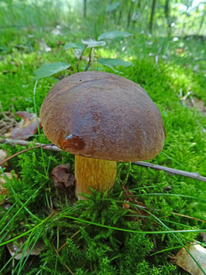 Imleria badia - Kastanjeboleet