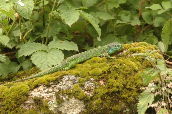 westelijke smaragdhagedis (Lacerta viridis)