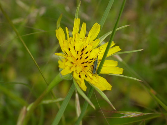 Tragopodon pratenis pratensis - Gele morgenster