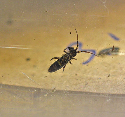 Orchesella cincta