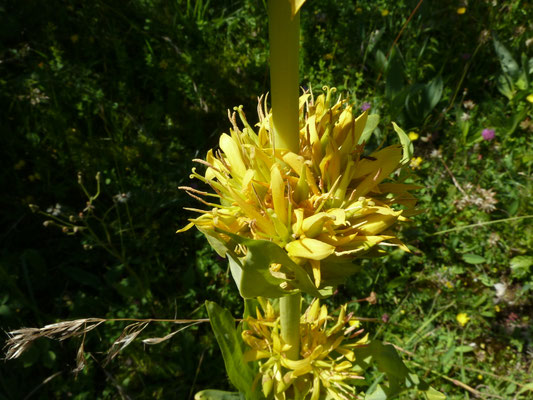 Gentiana lutea - Gele gentiaan