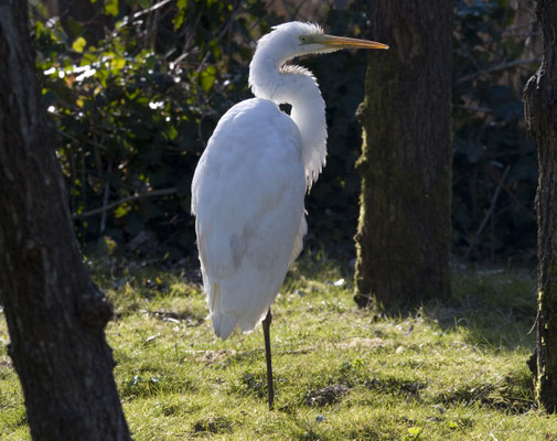 Grote Zilverreiger