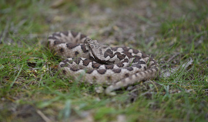 Zandadder