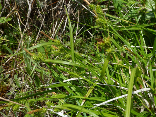 Carex demissa- Geelgroene zegge