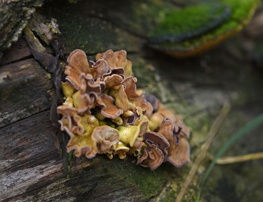 Lentinus strigosus - Ruige taaiplaat