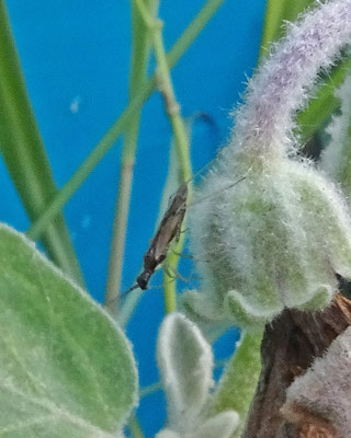 Dicyphus errans - Zwervende bochelwants