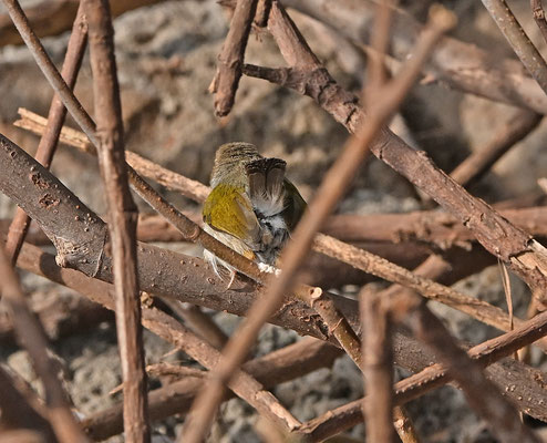 Camaroptera brevicaudata - Grey-backed Camaroptera