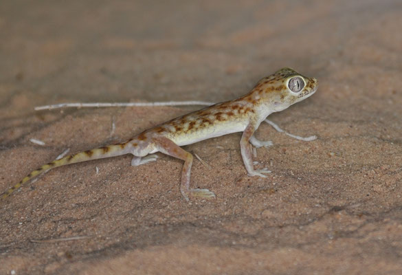 Stenodactylus doriae