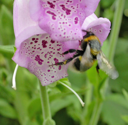 Bombus hortorum - Tuinhommel