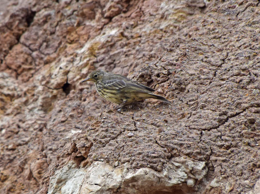 Oeverpieper ssp petrosus