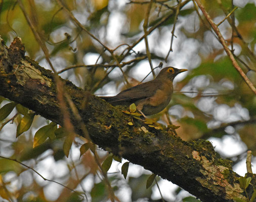 Spectacled Thrush