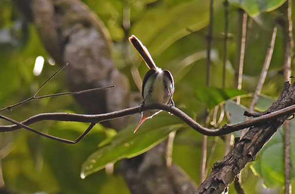 Long-billed Gnatwren