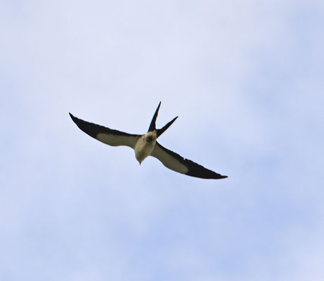 Swallow-tailed Kite
