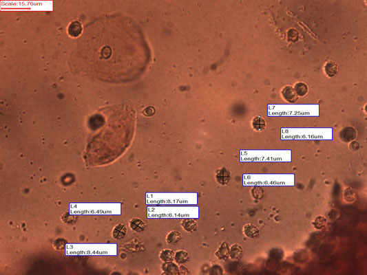 Lactarius lacunarum - Greppelmelkzwam