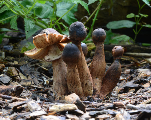 Gebundelde Champignonparasol