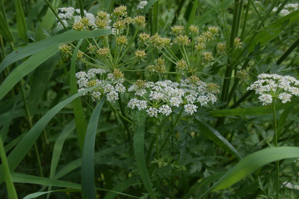 Oenanthe crocata - Dodemansvinger