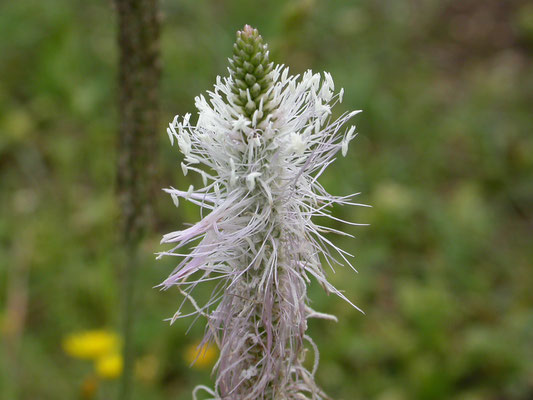 Plantago media - Ruige weegbree