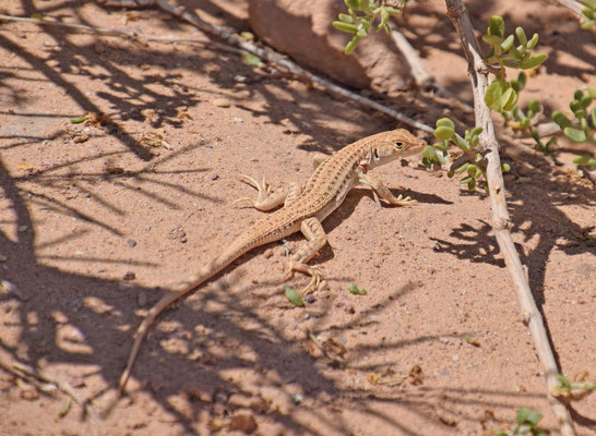 Acanthodactylus boskianus