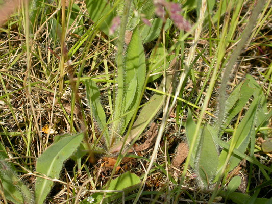 Hieracium praealtum - Grijs havikskruid