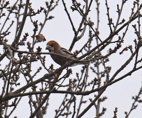 Appelvink, Zwijndrecht