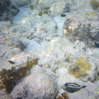 Cantherhines pullus